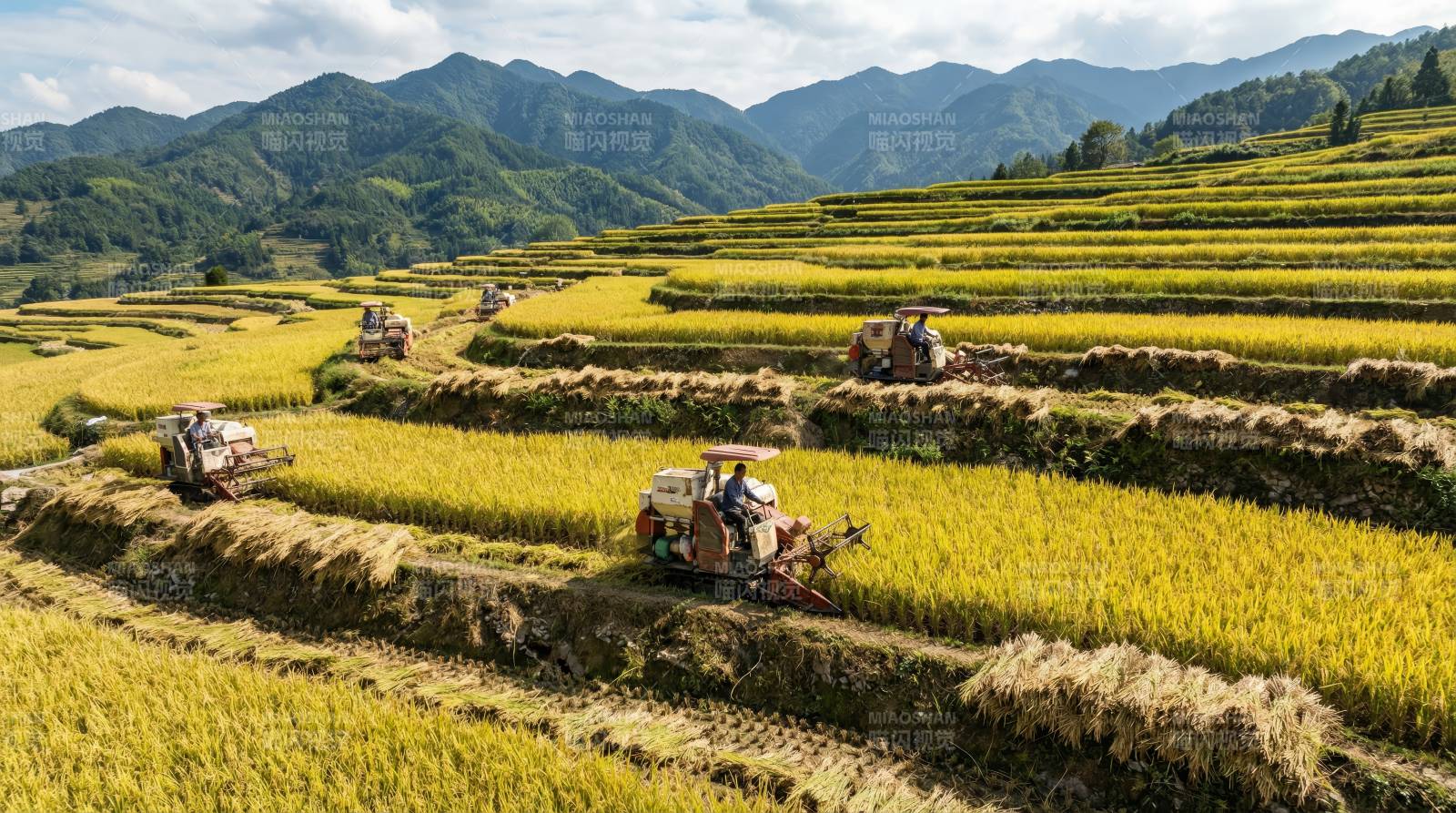 金秋稻田收割忙图片
