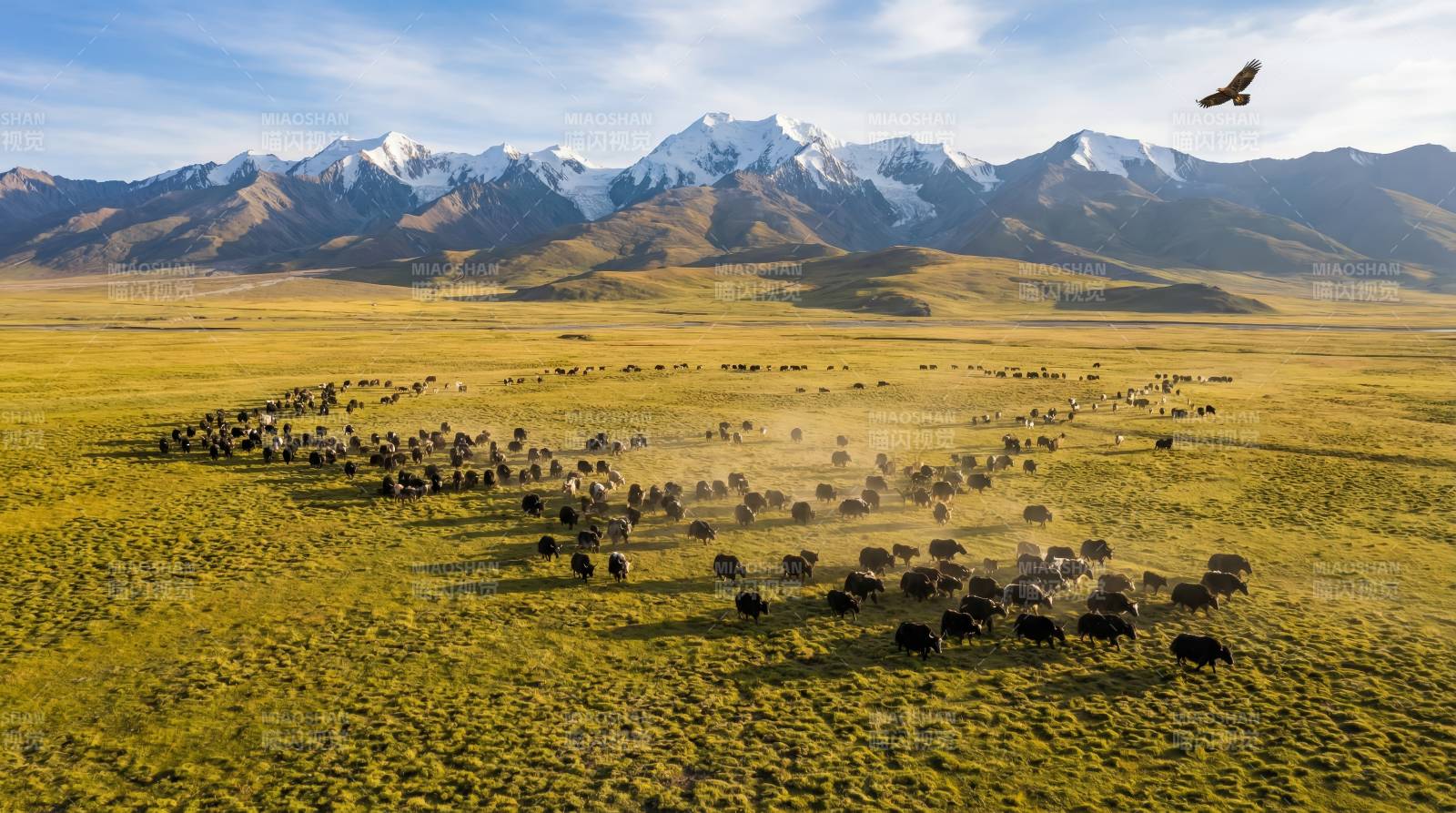 草原牧群雪山翱翔图片