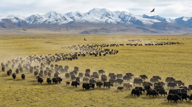 草原牧群雪山背景图片