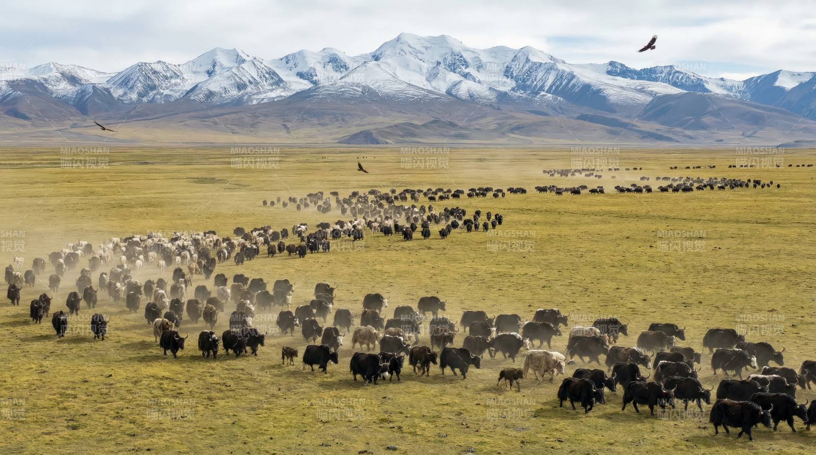 草原牧群雪山背景图片