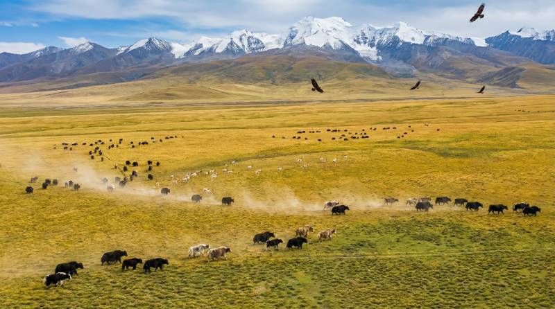 高原牧群奔腾图片