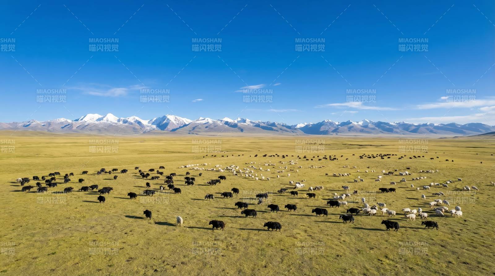 草原牧群雪山景图片