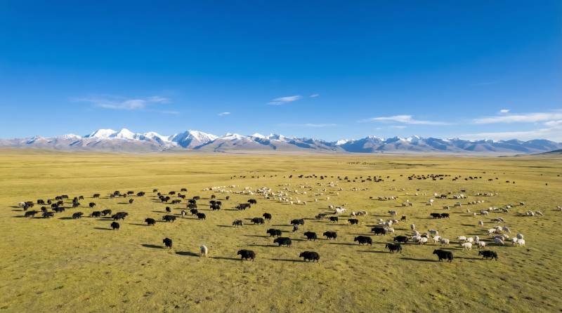 草原牧群雪山景图片
