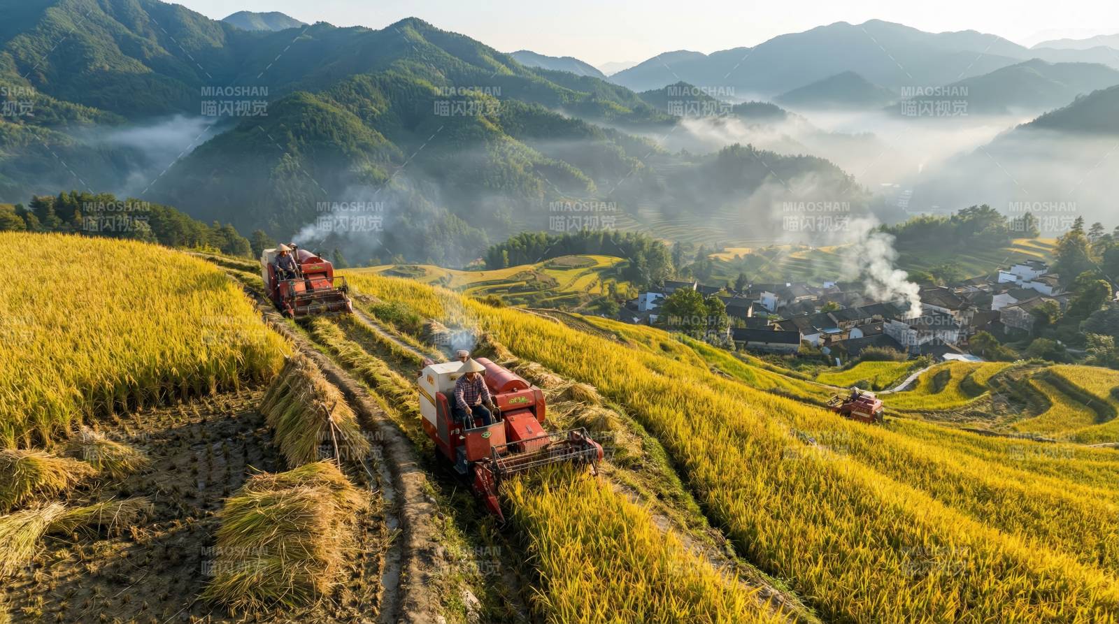 金秋稻田收割忙图片