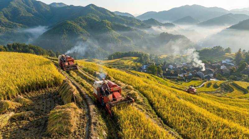 金秋稻田收割忙图片