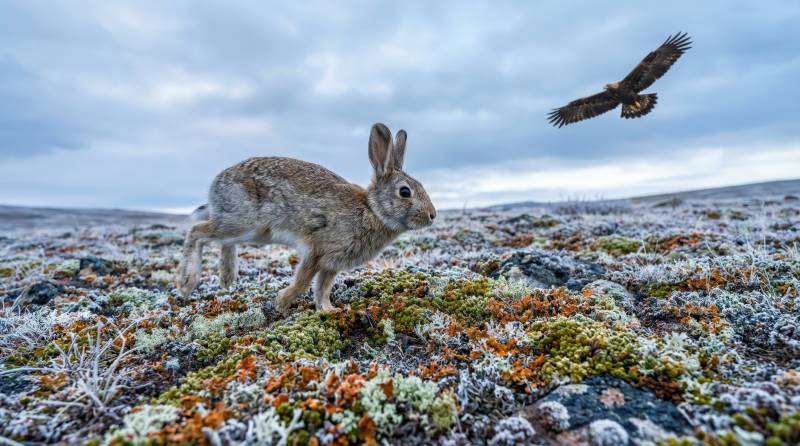 兔与鹰的对决图片