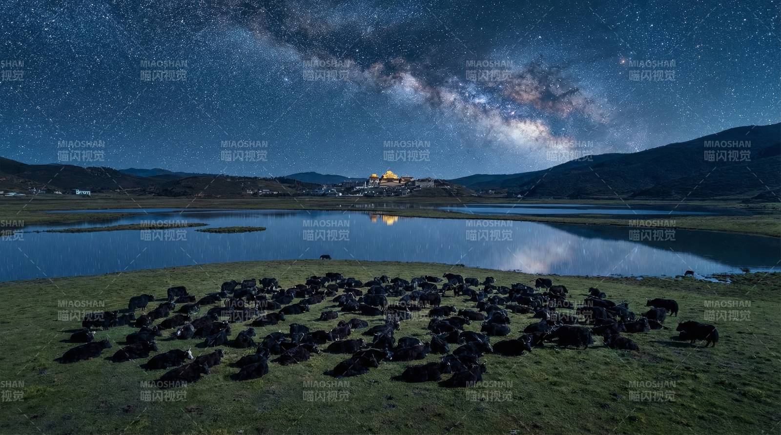 星空下的牛群图片