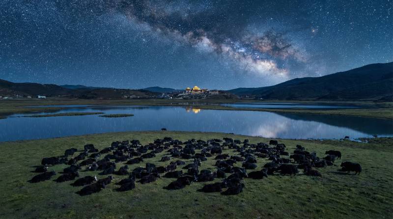星空下的牛群图片