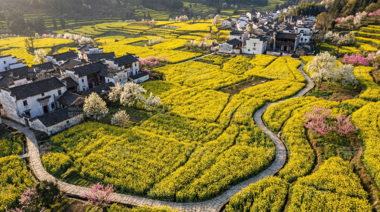 油菜花海村落春景图片