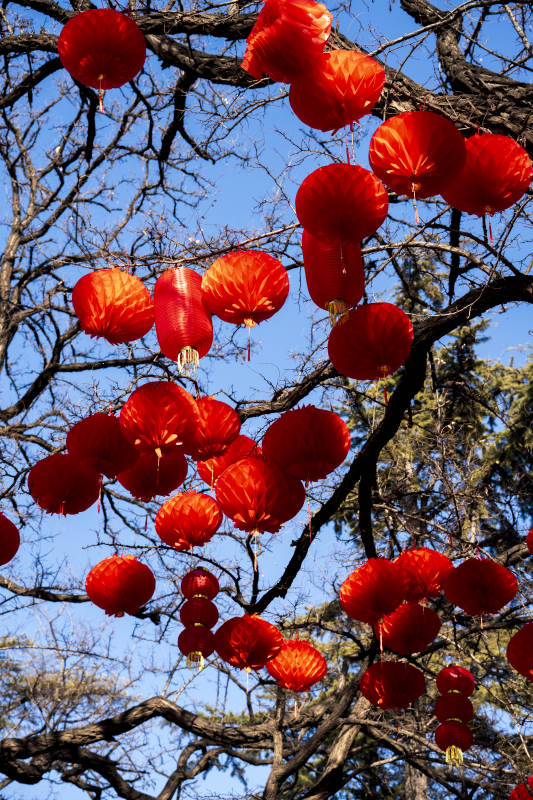 红灯笼挂枝头图片