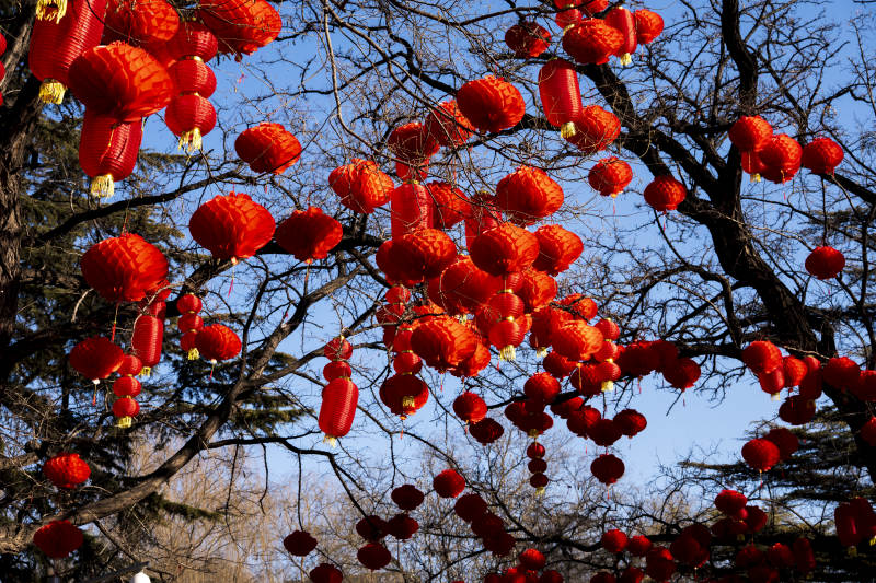 红灯笼挂枝头图片