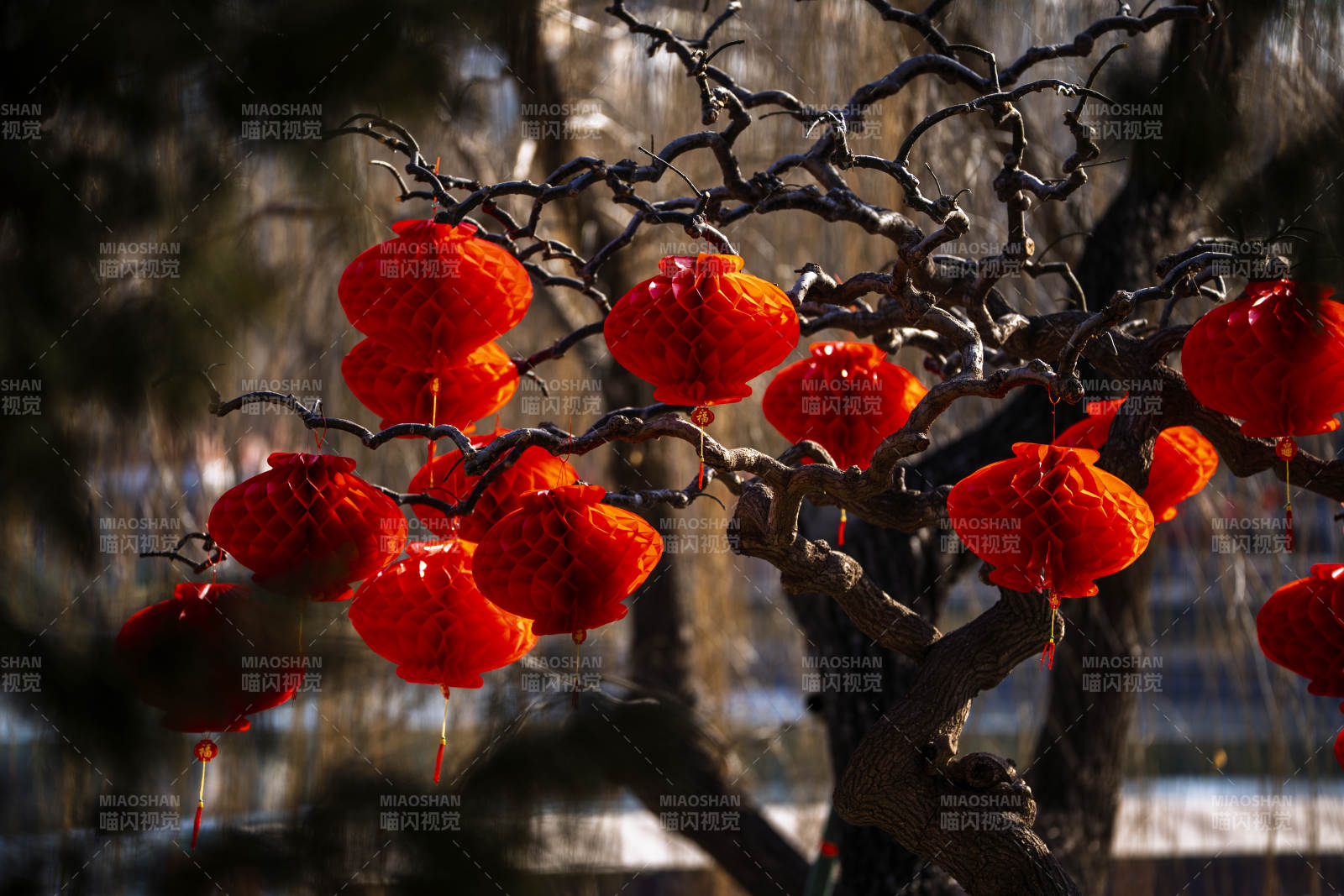 红灯笼挂枝头图片