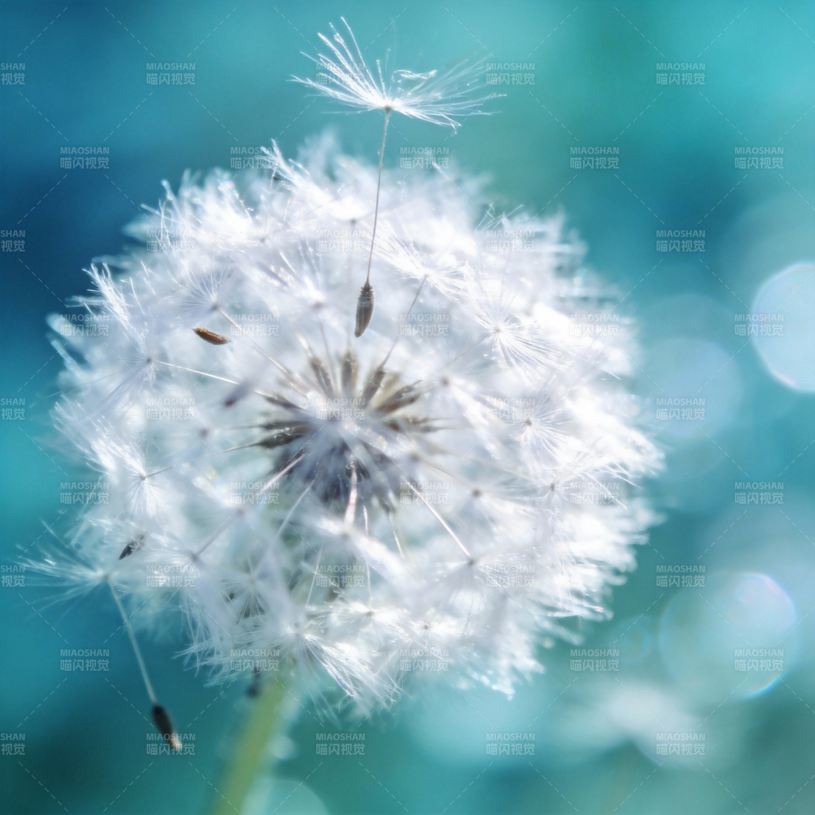蒲公英飘飞图片