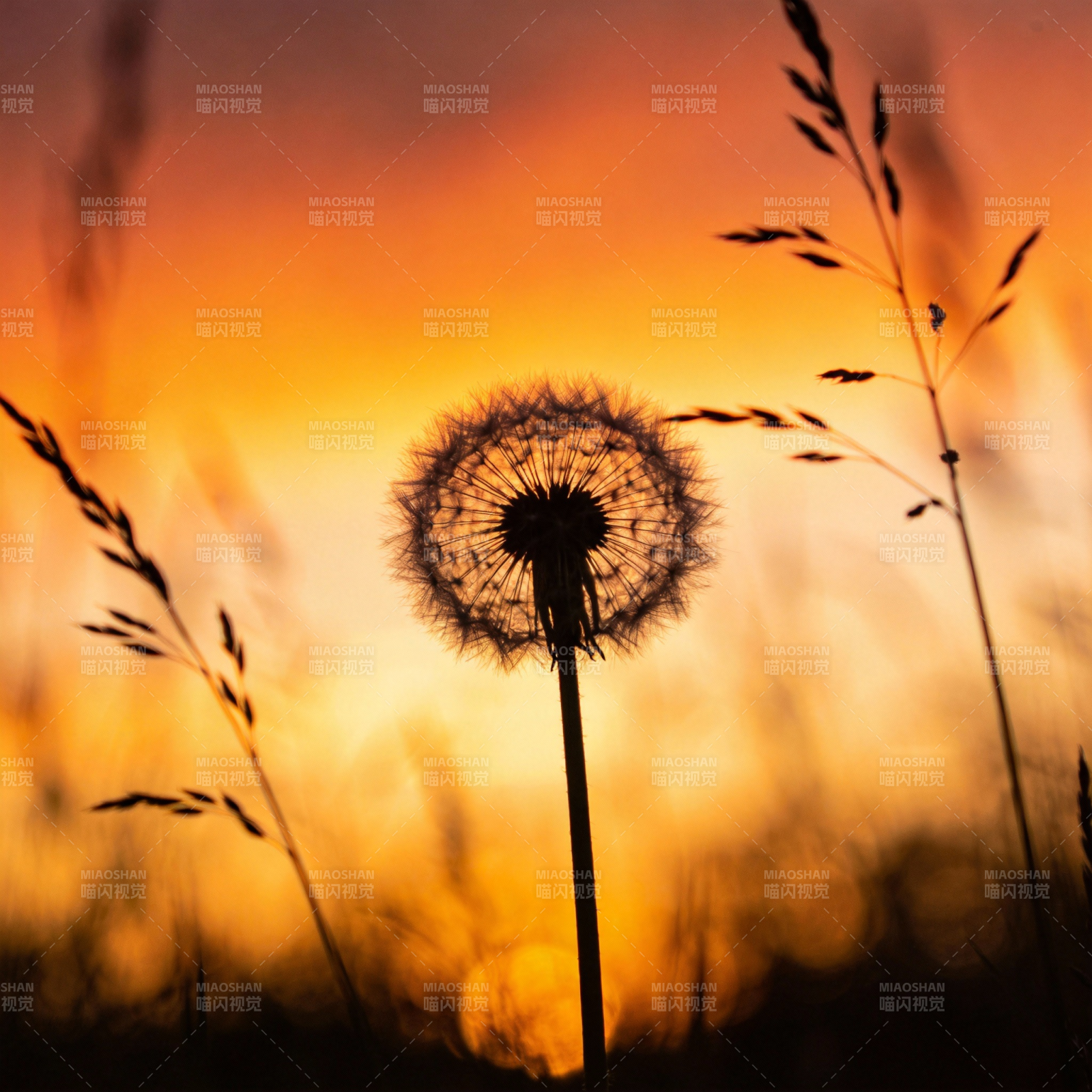夕阳下的蒲公英图片
