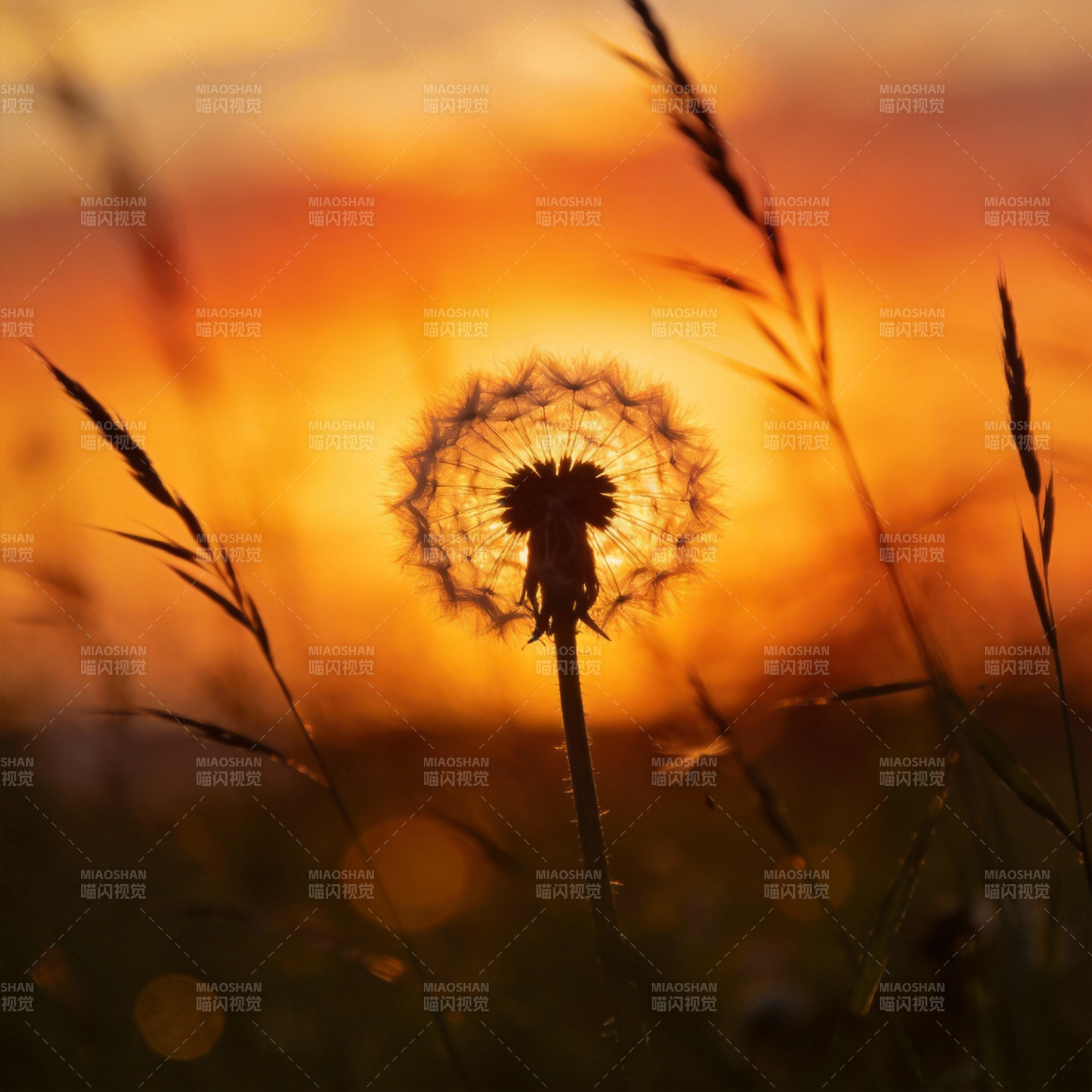 夕阳下的蒲公英图片