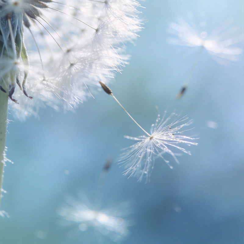 蒲公英随风飘散图片