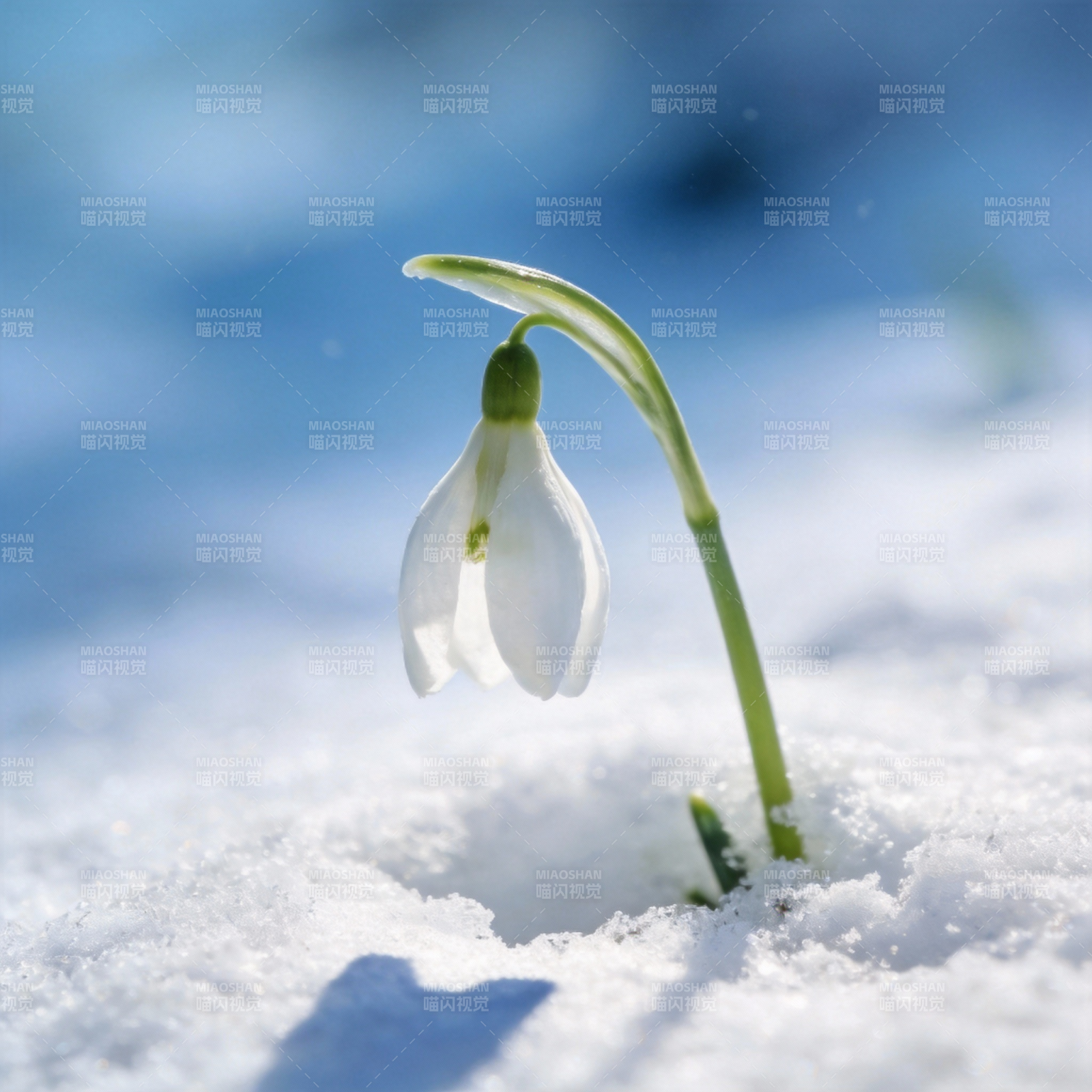 雪中绽放的雪花莲图片