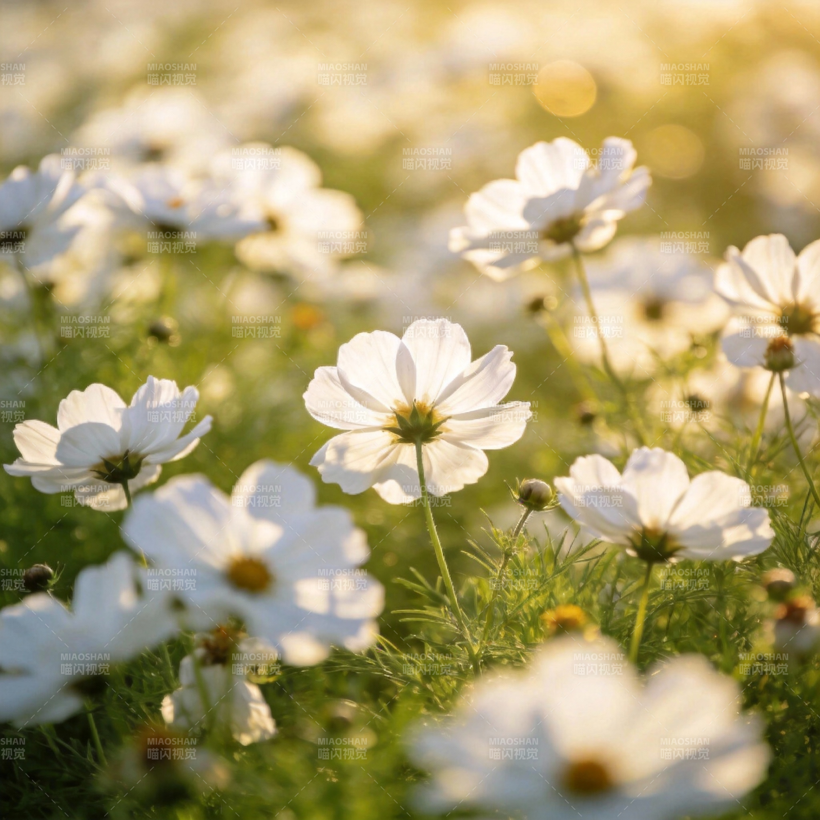 白花绽放春日景图片