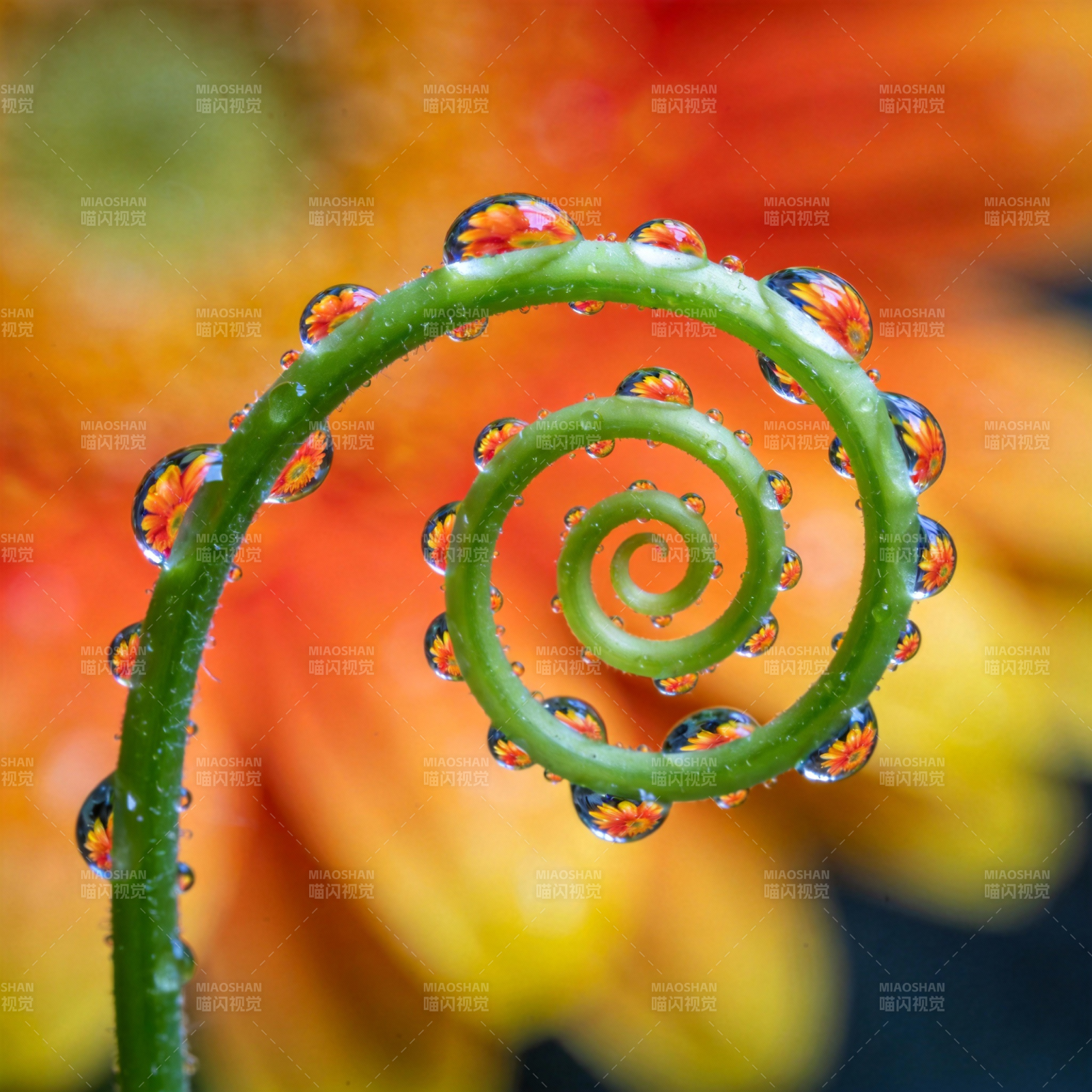 露珠缠绕的绿藤图片