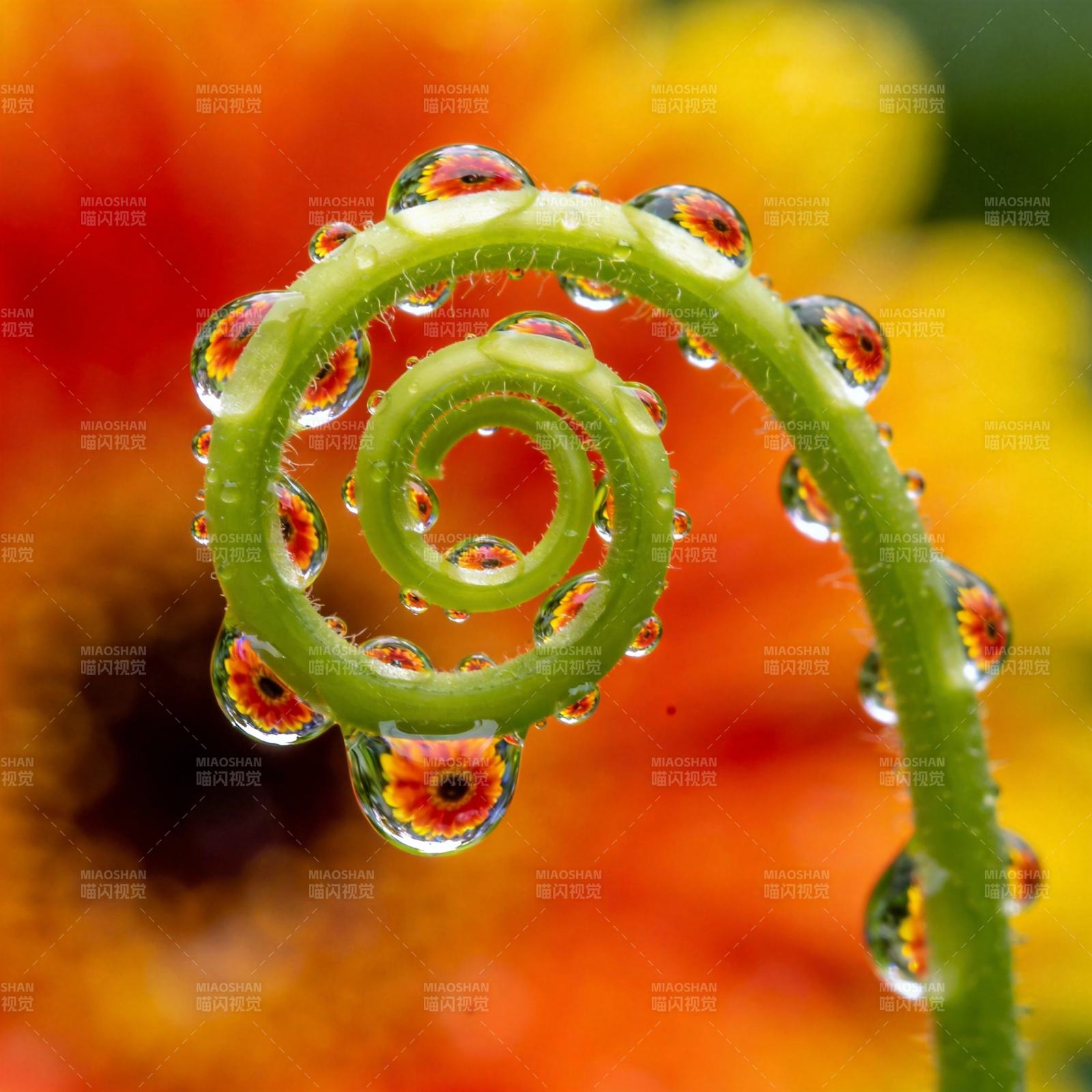 露珠缠绕绿藤图片