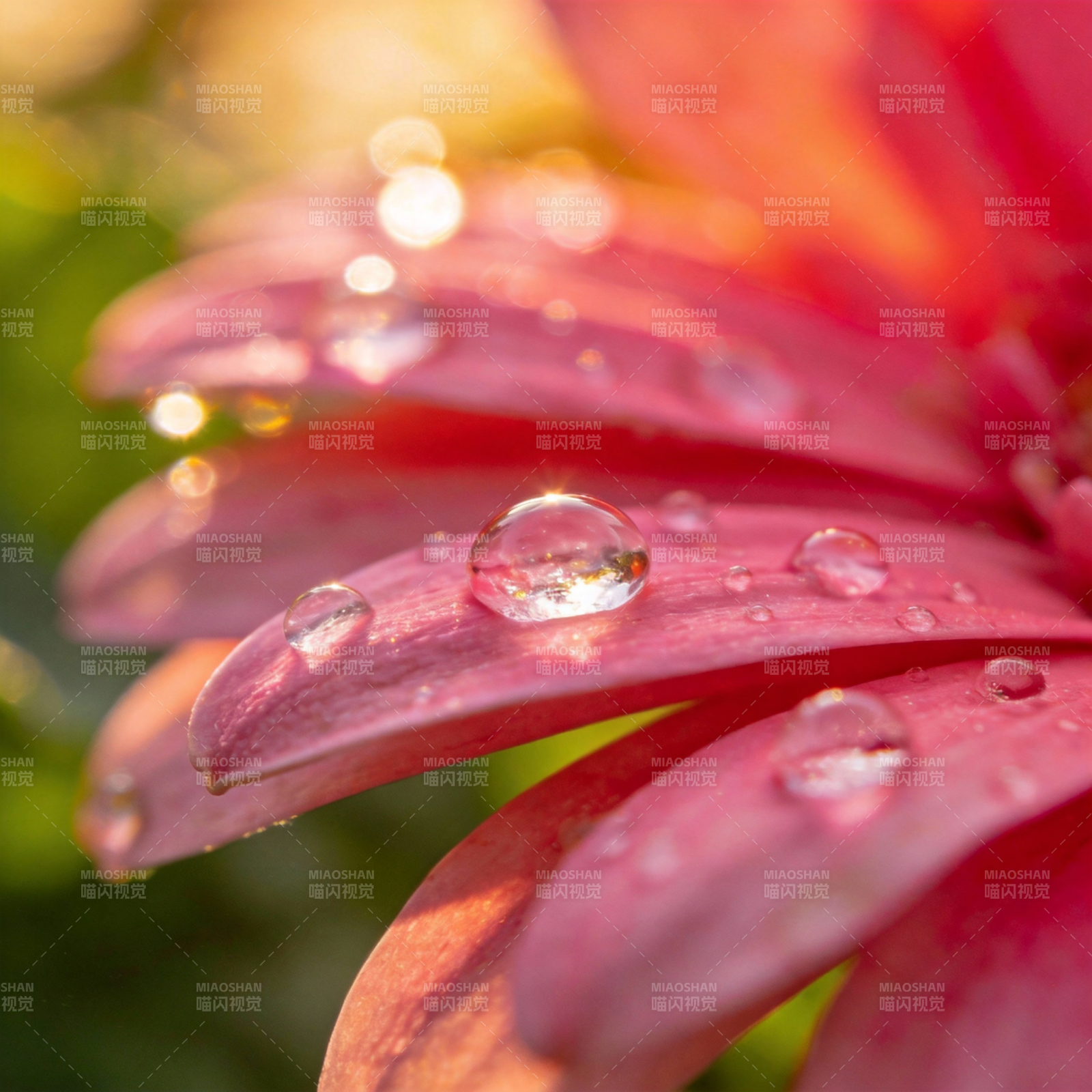 露珠映花娇图片