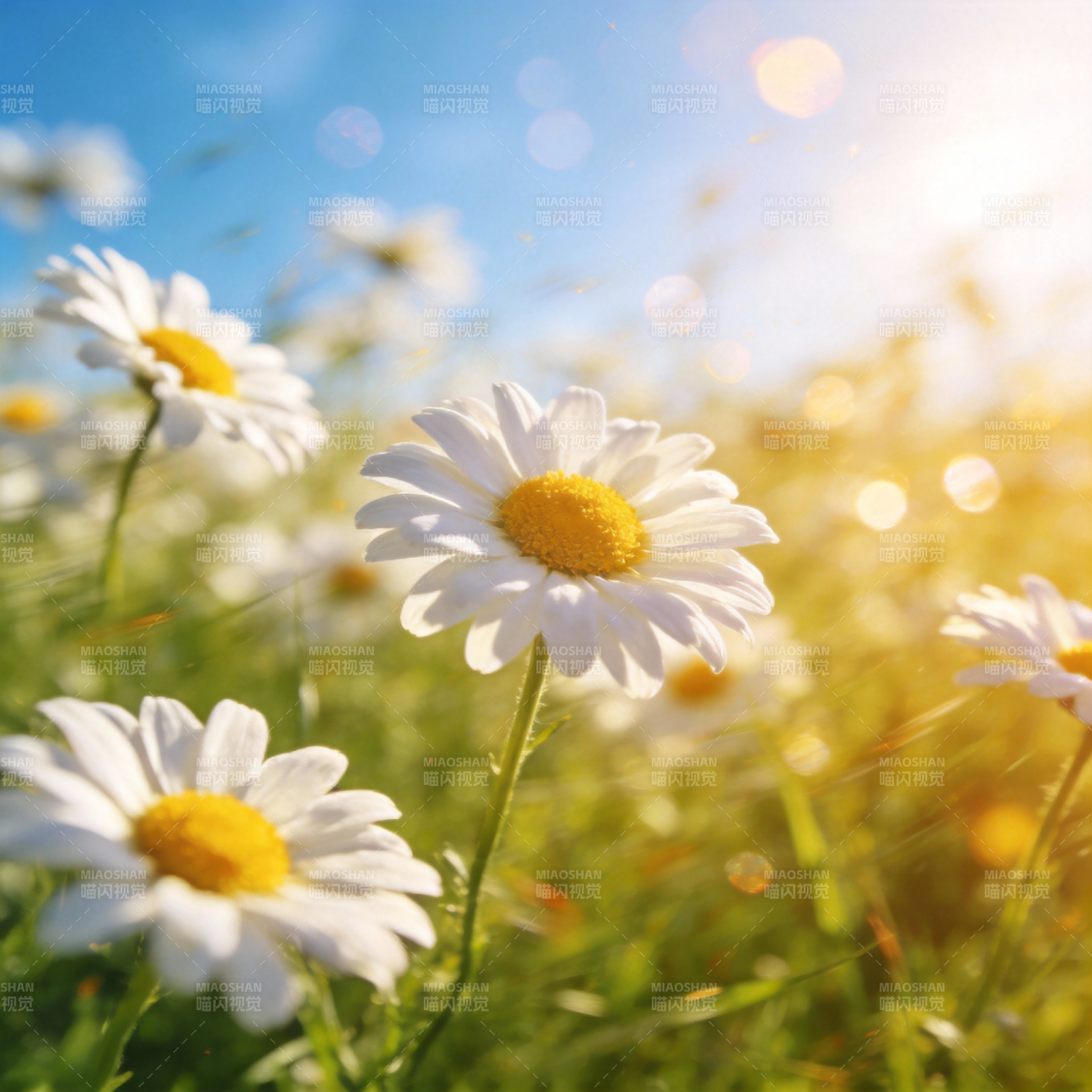阳光下的雏菊图片