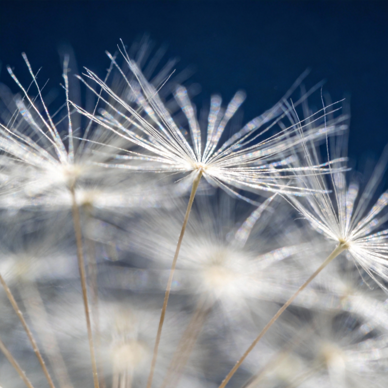 蒲公英的轻盈飘舞图片