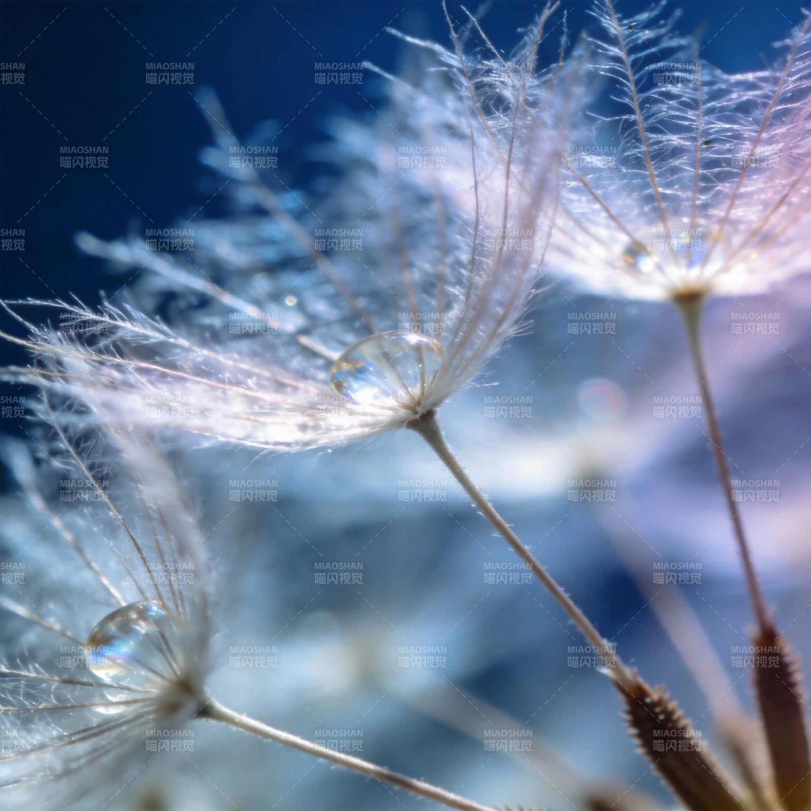 蒲公英上的露珠图片