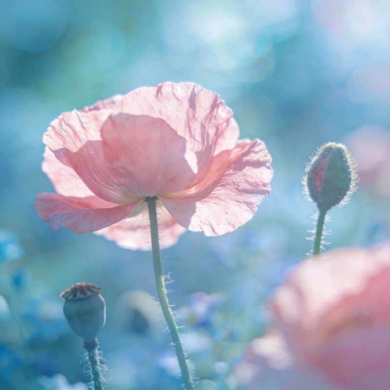 粉红罂粟花绽放图片