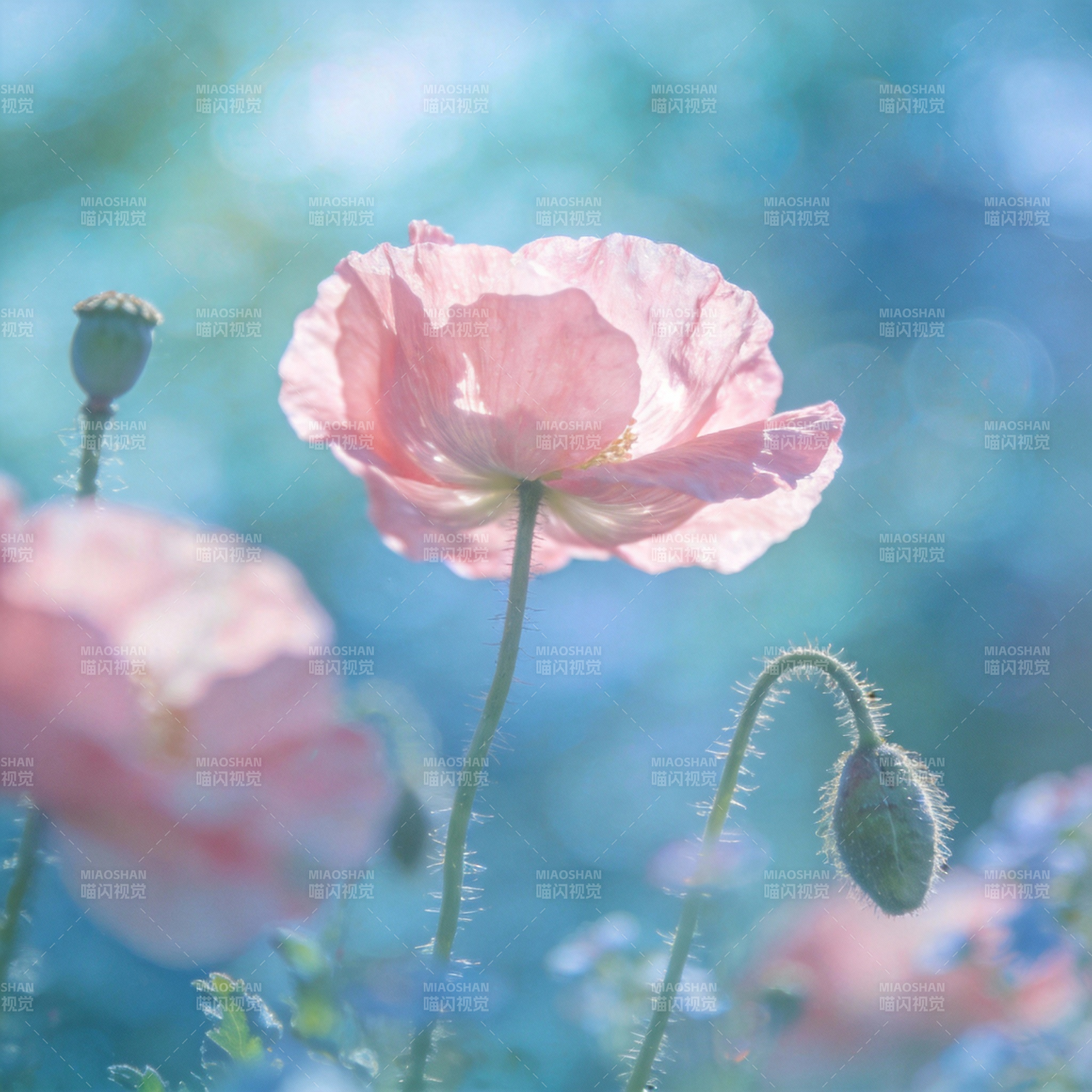 粉红罂粟花绽放图片