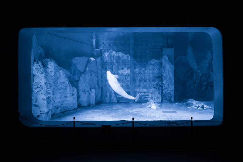 广州市海洋馆白鲸剧场图片