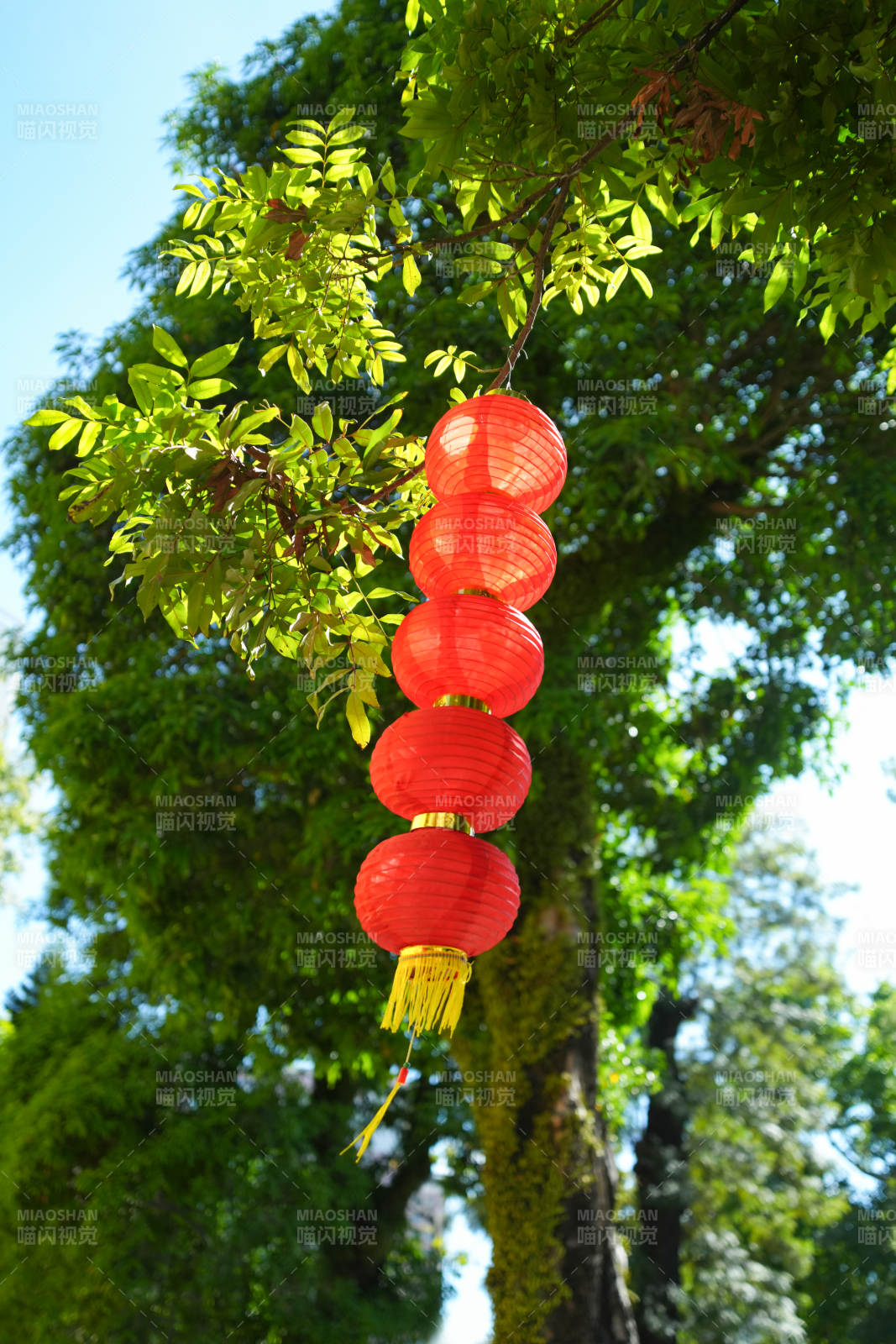 红灯笼挂树梢图片