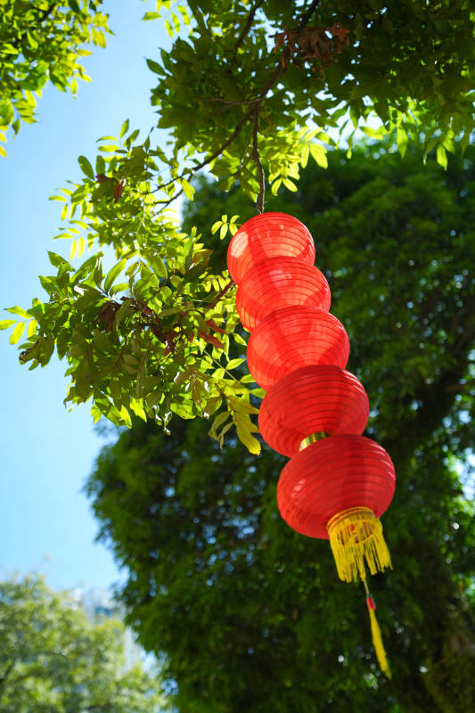 红灯笼挂树梢图片