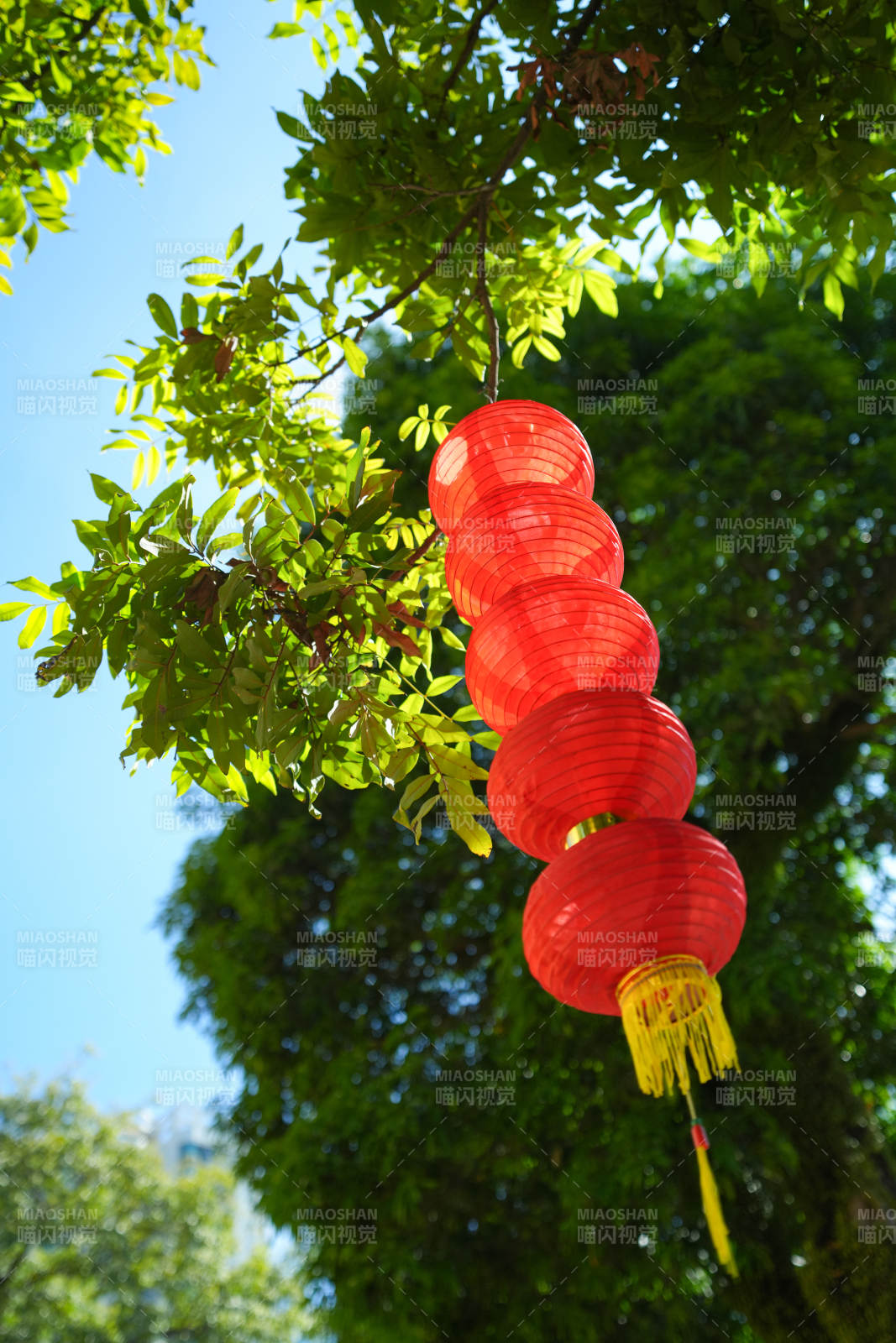 红灯笼挂树梢图片