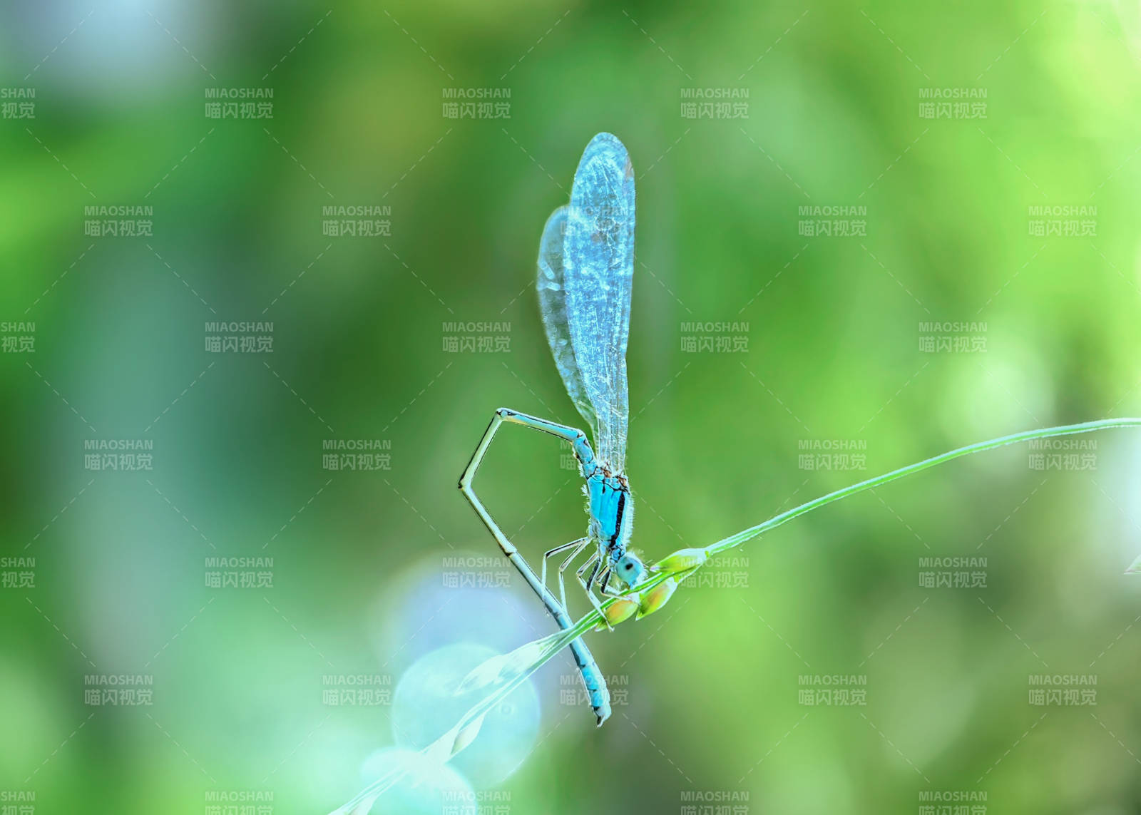 蓝豆娘栖息绿叶图片