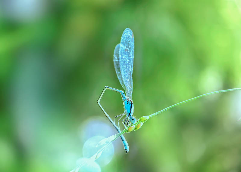 蓝豆娘栖息绿叶图片