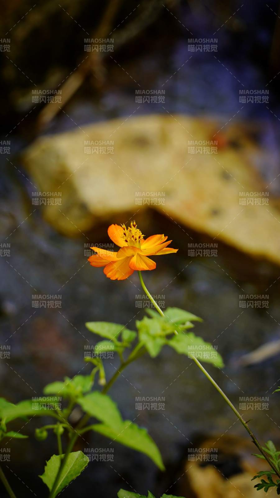 橙花溪畔绽放图片