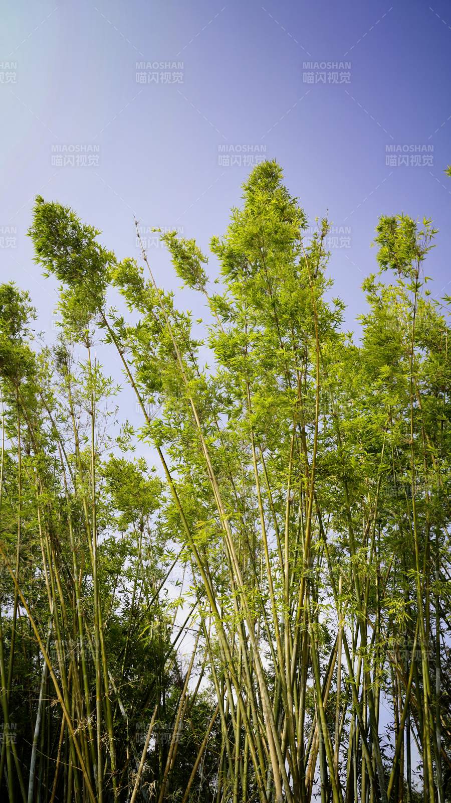 竹林仰望蓝天图片