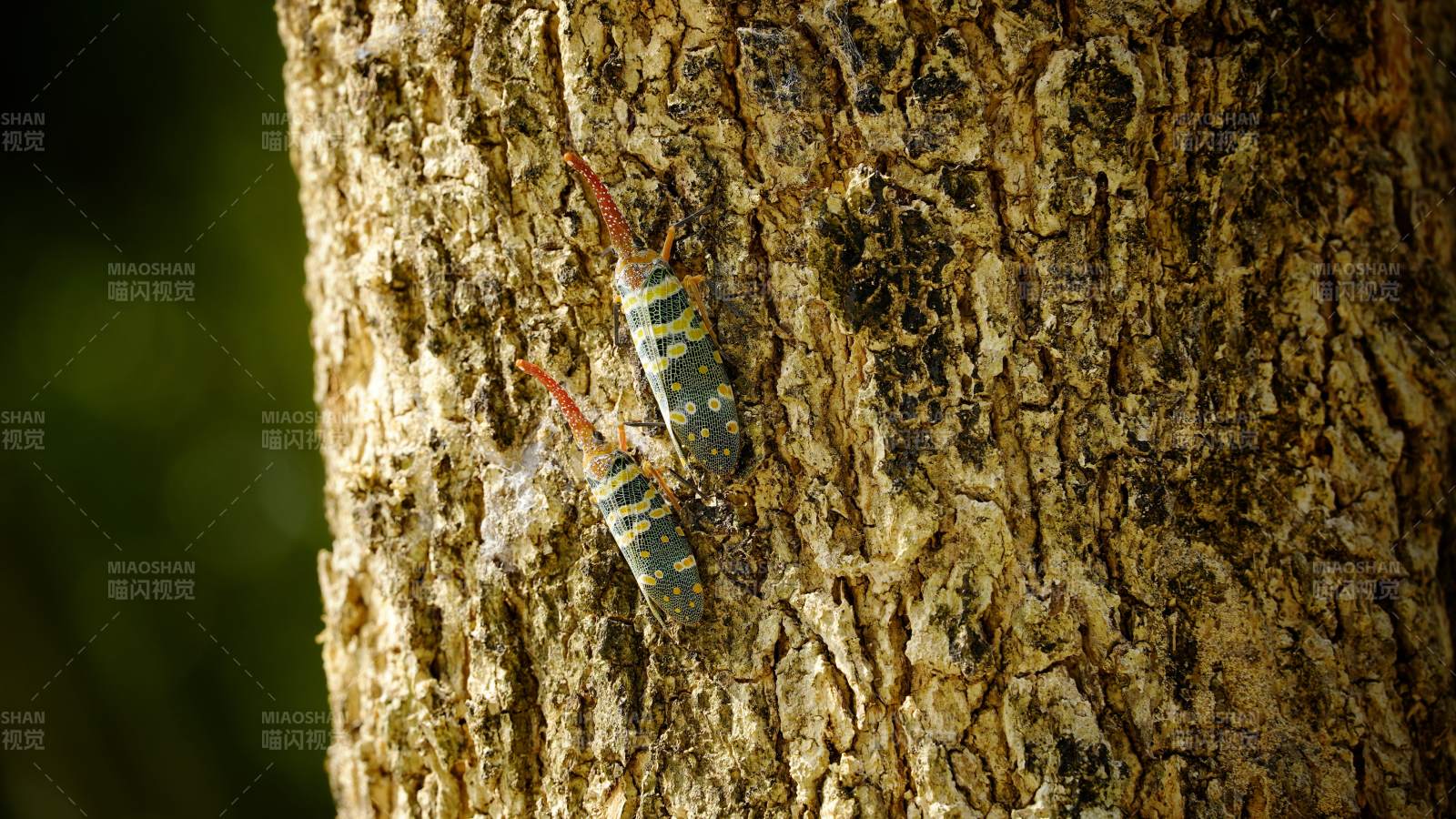 树干上的蝉蜕图片