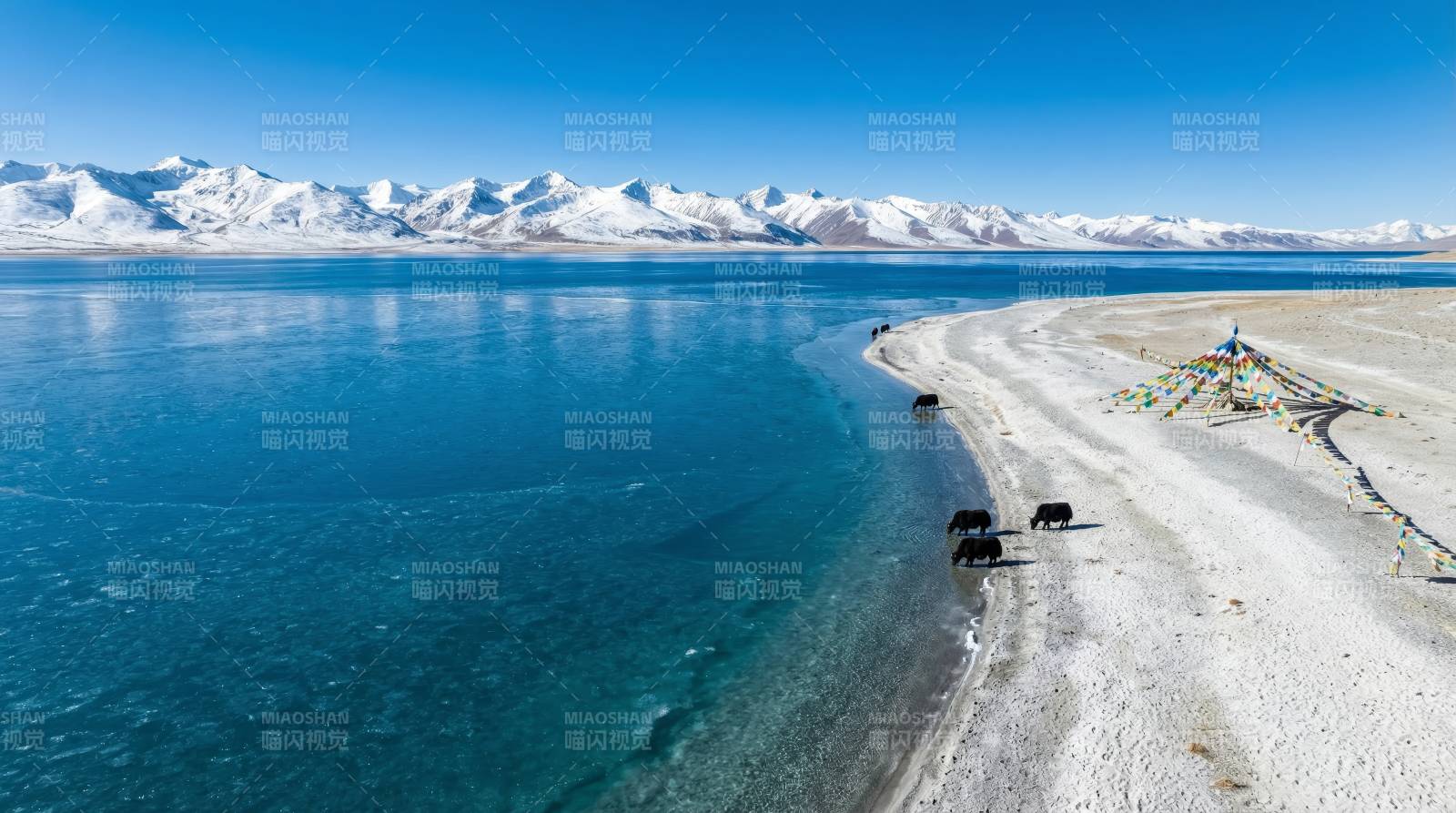 雪山湖畔牦牛行图片