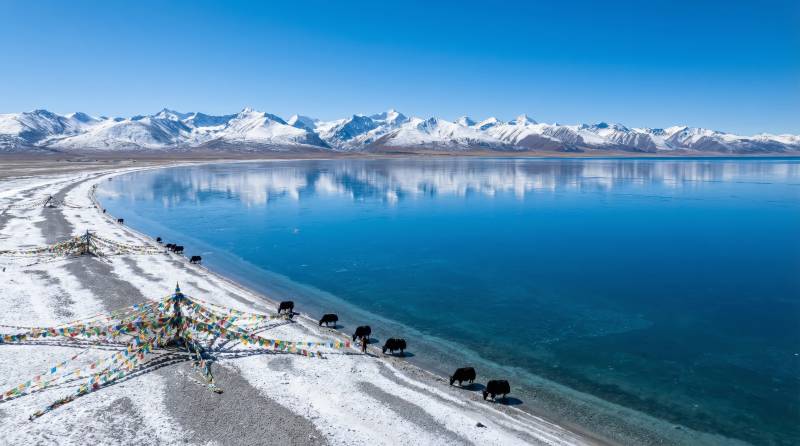 雪山湖畔牦牛行图片