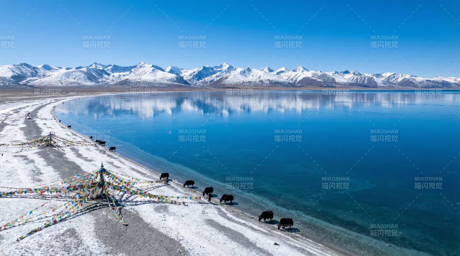 雪山湖畔牦牛行图片