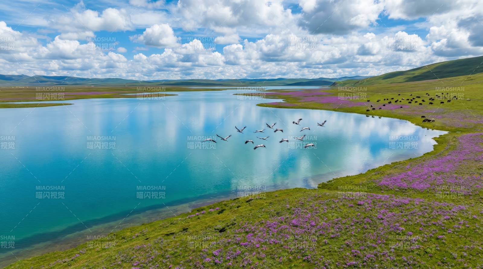 湖畔花海飞鸟图片