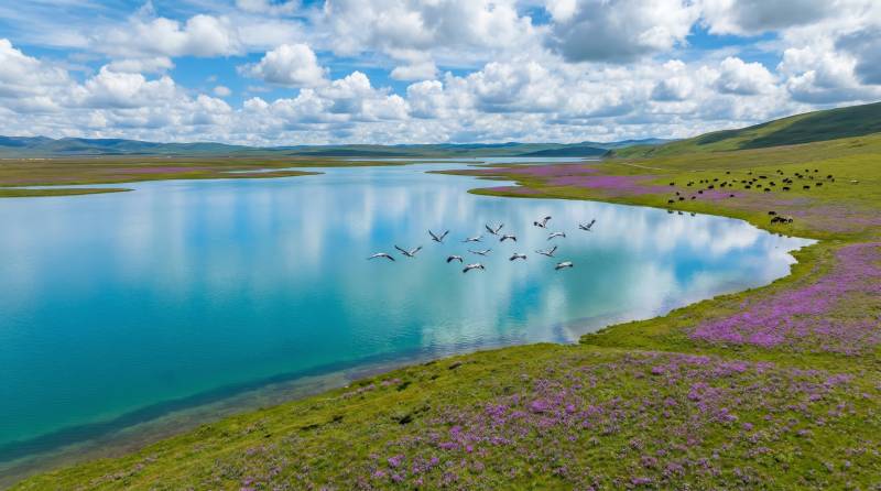 湖畔花海飞鸟图片