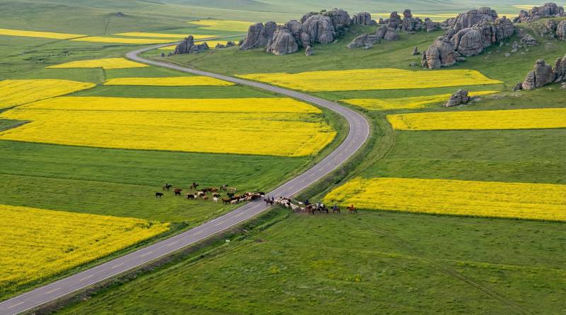 油菜花田牧归图图片