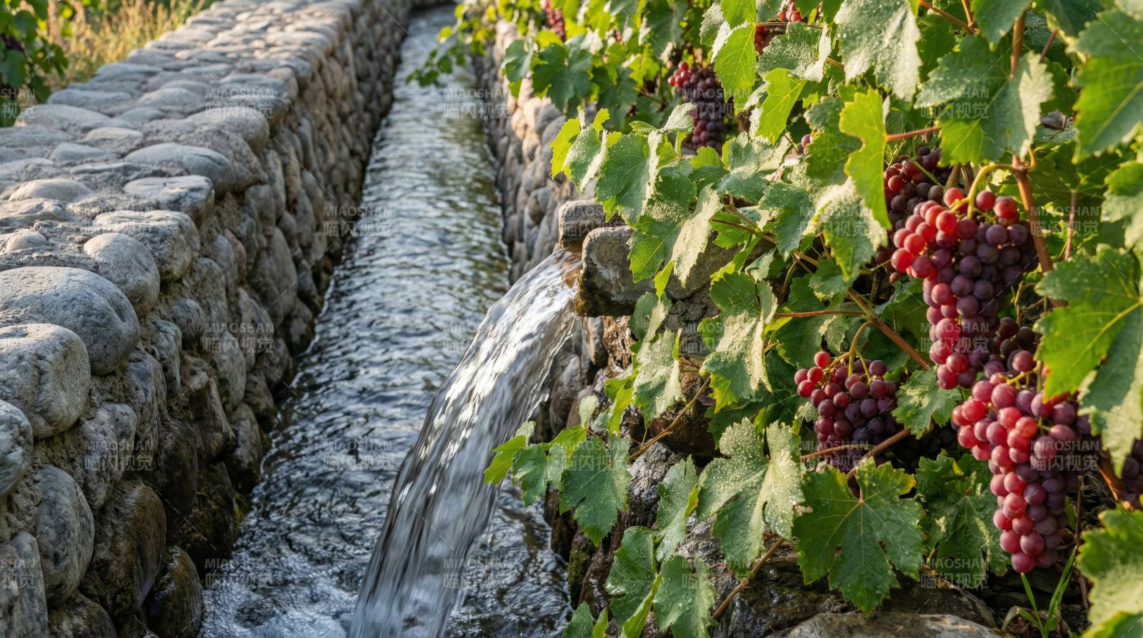 葡萄园水渠灌溉图片
