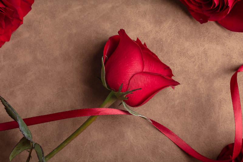 红玫瑰与丝带图片