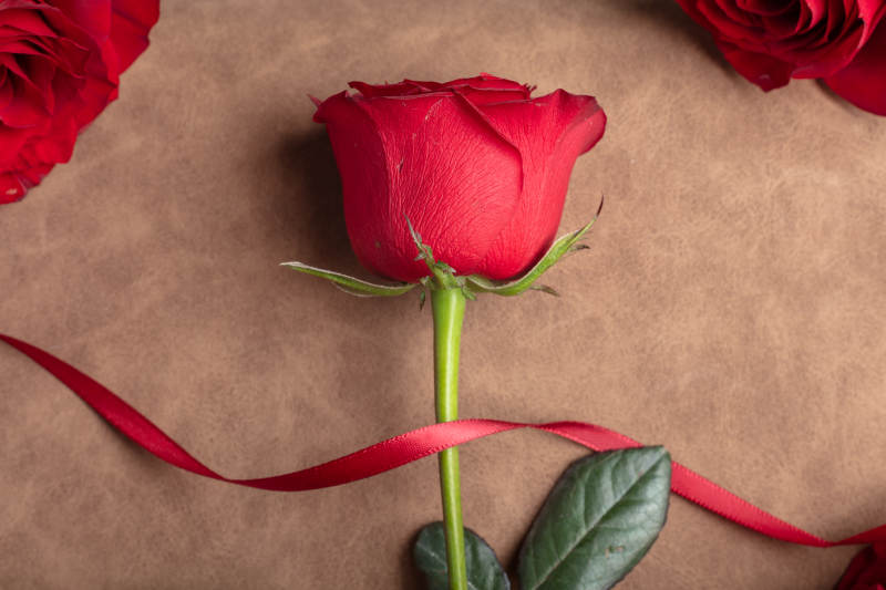 红玫瑰与丝带图片