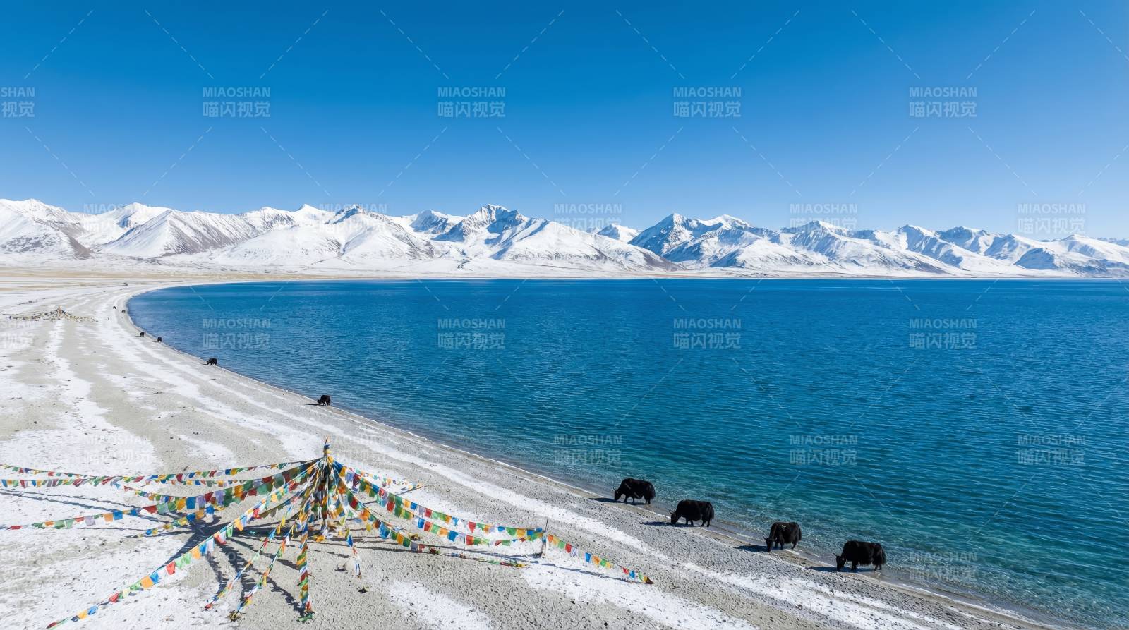 雪山湖畔牦牛群图片