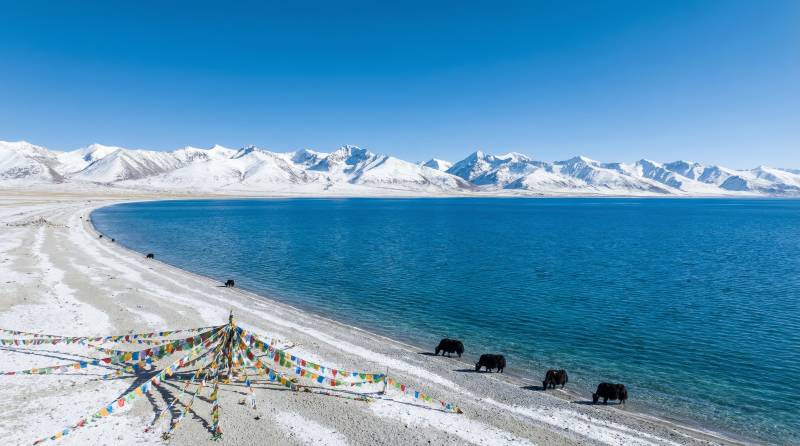 雪山湖畔牦牛群图片